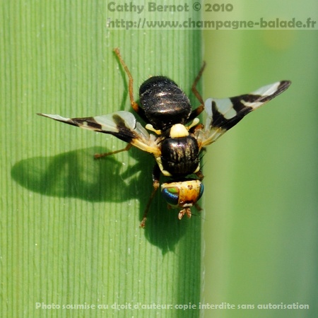 urophora cardui, mouche des fruits diptère famille tephritidae urophora cardui, mouche des fruits diptère famille tephritidae