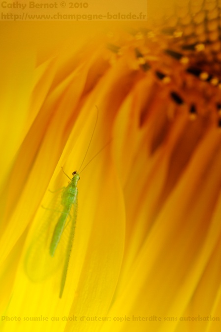 insecte chrysope sur fleur de tournesol insecte chrysope sur fleur de tournesol