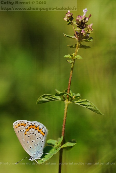 Papillon bleu ailes ouvertes azuré des coronilles Papillon bleu ailes ouvertes azuré des coronilles