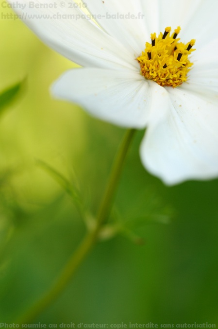 photo de fleur blanche: cosmos au jardin photo de fleur blanche: cosmos au jardin