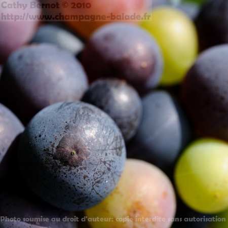 photo grain de raisin transparent blanc vert