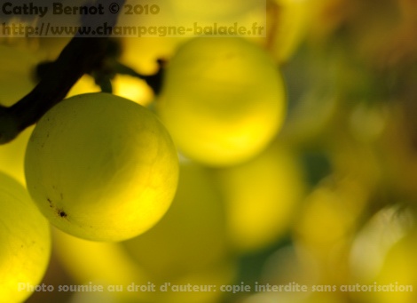 vendanges en champagne: balade dans les vignes