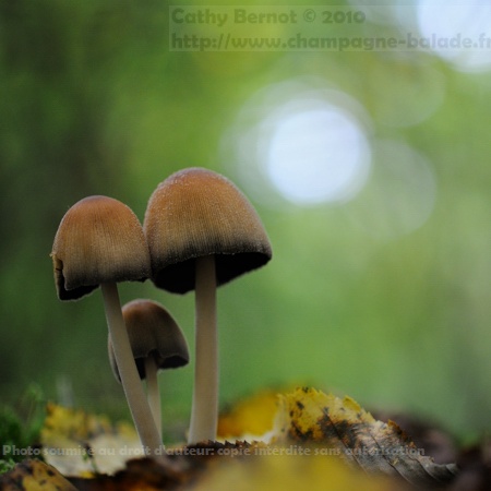 Champignon coprin micacé