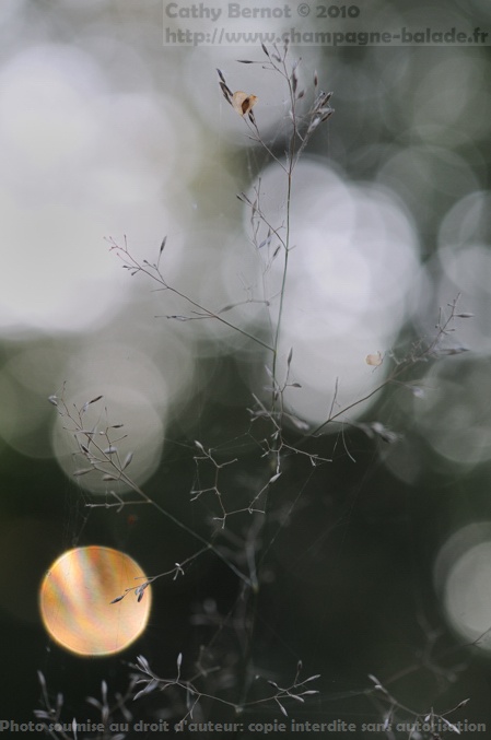 Lune d'automne dans les graminées