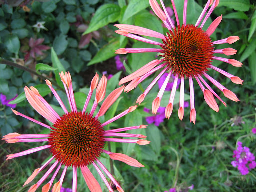 texas flower beds perennials