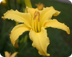 Yellow beauty