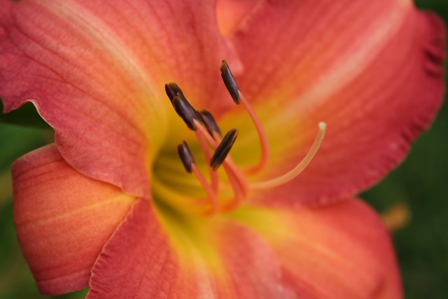 [FolkSchoolflowers0163.jpg]