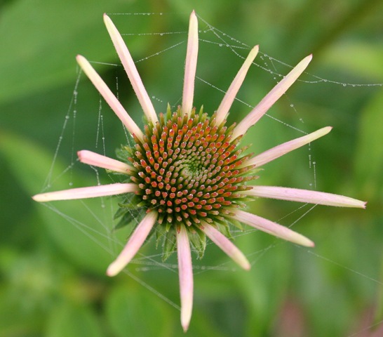 [FolkSchoolflowers0194.jpg]
