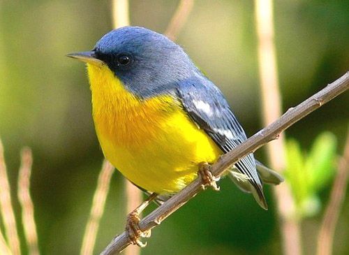 aves tiernas