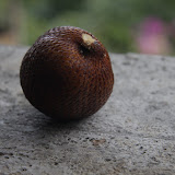 IMG_9786.JPG