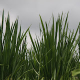 IMG_9890.JPG