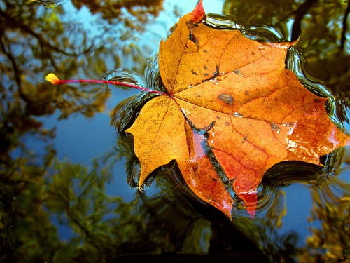 [Fall 3279058[6].jpg]