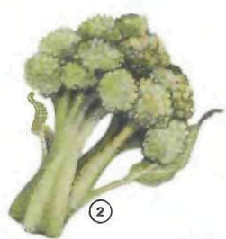 broccoli Vegetables food