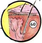 60. skin body 8 Human body: Body, Head, Eye, Hand, Foot; Internal Organs people english through pictures