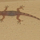 Mediterranean House Gecko