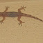 Mediterranean House Gecko
