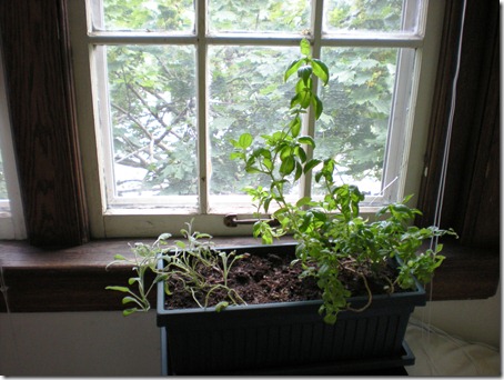 my sage and basil plants