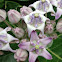 Crown flower