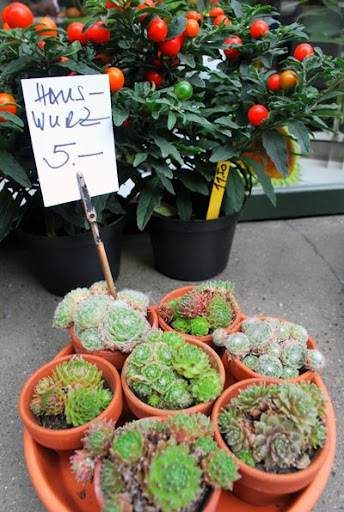 Hens and Chicks, Basel, Switzerland