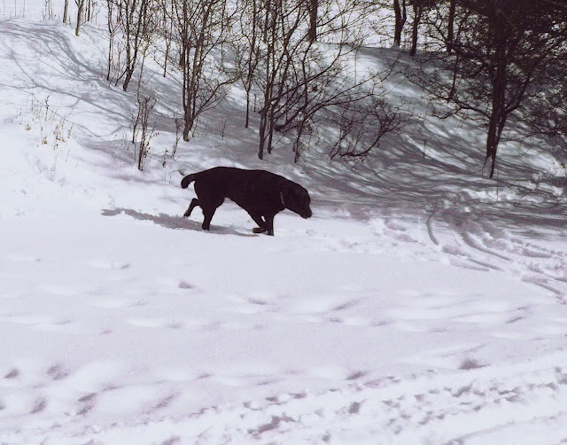 hund