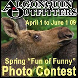 AOSpring09PhotoContestFunOrFunnyInAlgonquinPafk.jpg