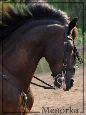 Luk, PRMe, le cheval de ma vie, son post... P5308834