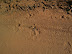my elusive tiger - pug marks (one of the many).jpg