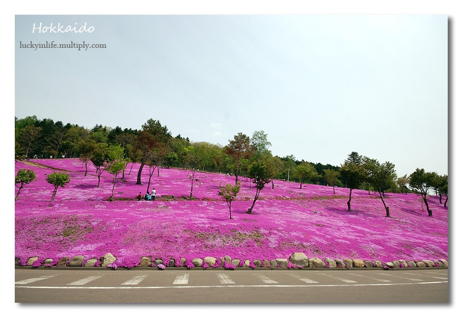 [chão cor de rosa em Hokkaido[5].jpg]