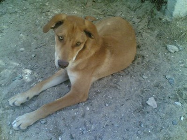 [cão abandonado[5].jpg]