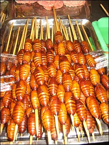 [larvas de bicho da seda[4].jpg]