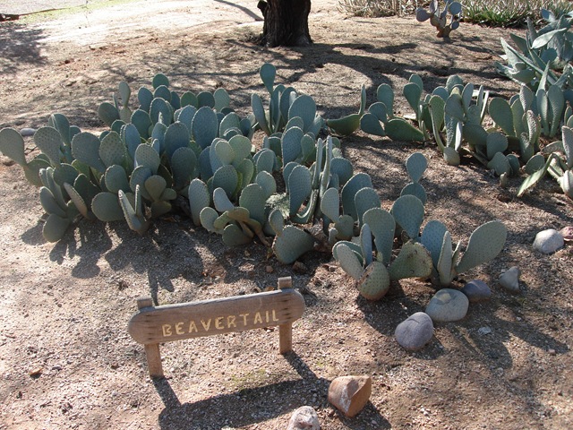 [BeavertailCactus[2].jpg]
