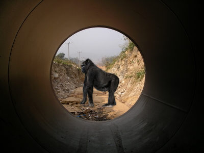 [Gorilla Tunnel Vision[4].png]