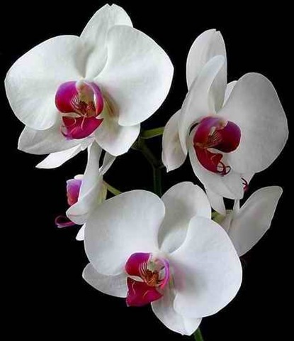 [orchid_[4].jpg]