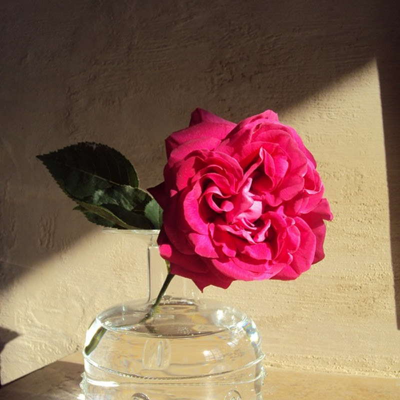 To decorate with old garden roses