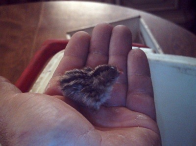 [Baby quail[2].jpg]