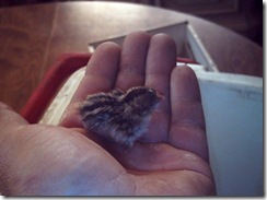 Baby quail