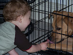 Funny dog
