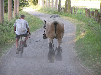 Paard