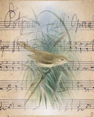 [bird.musicsheet3.jpg]