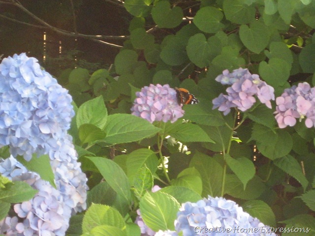 [IMG_6408_34526.jpg]