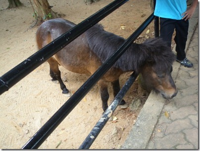 mini pony
