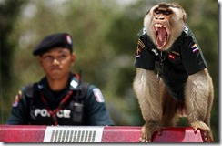 monkey_police_04