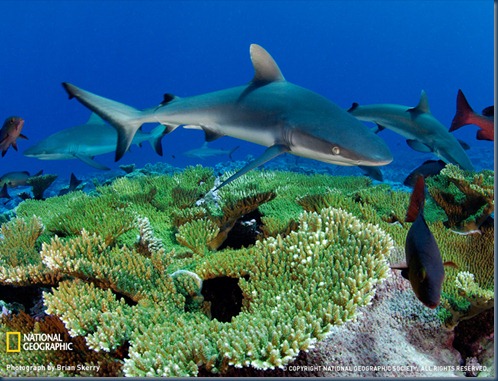 shark-kingman-reef-1166392-sw