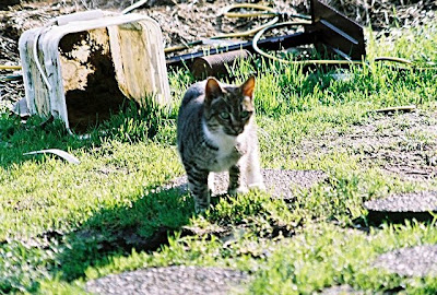 Feral tabby cat, Ms Thing, sweet kitty, died 2009
