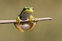 Anfibios e réptiles de Galicia