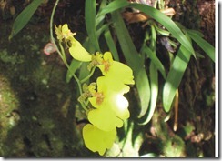 orquidea