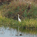 Egret