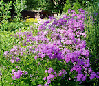 Flower of the week at Fort Ticonderoga