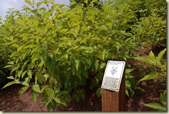 plant plaque