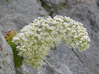 Saxífraga longifolia Photo